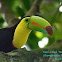 Keel-billed Toucan