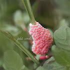 Golden Apple Snail eggs