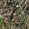 Michaux's Stitchwort