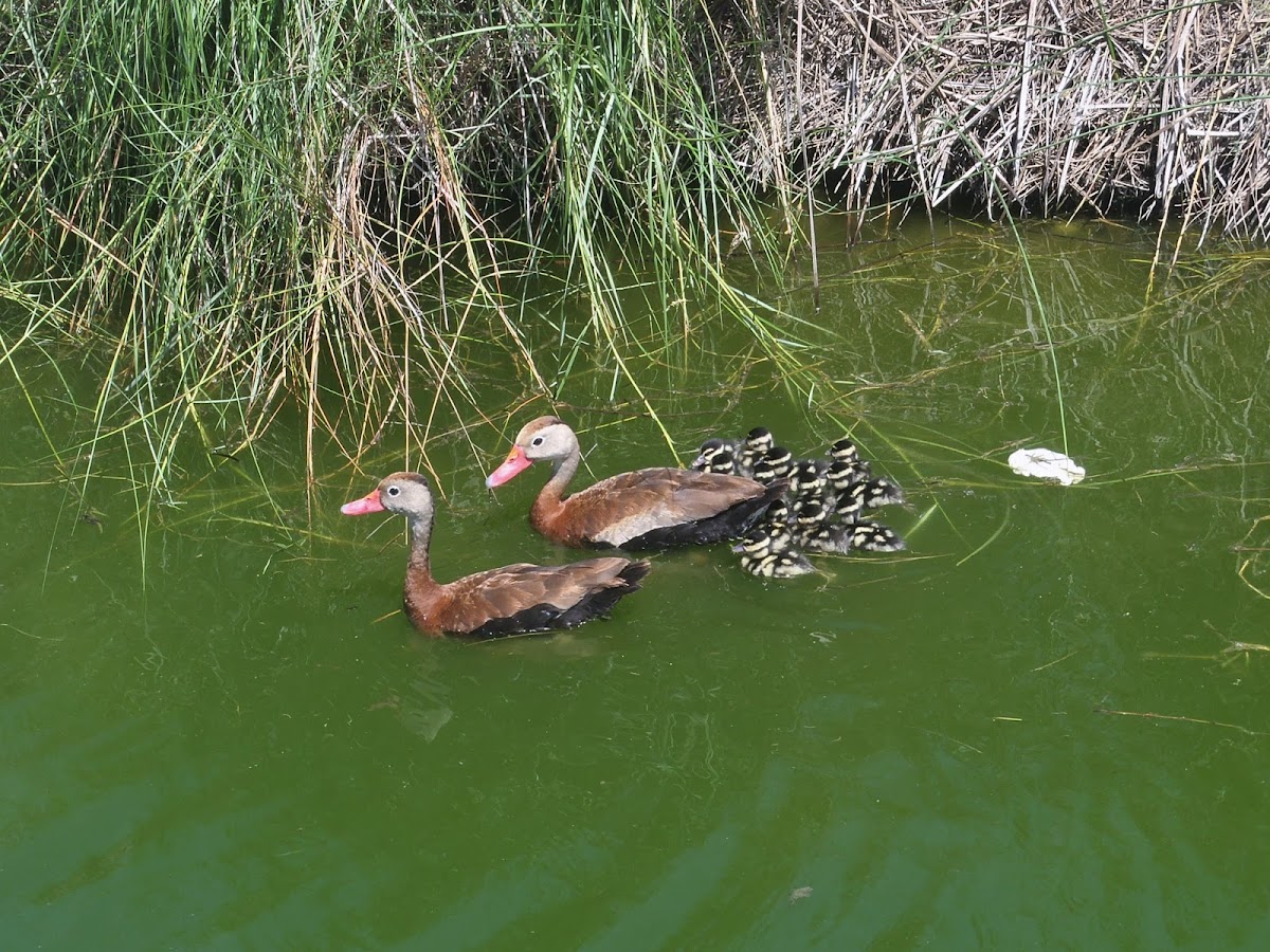 Black-Bellied Whistling Duck