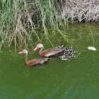 Black-Bellied Whistling Duck