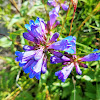 Littleflower penstemon