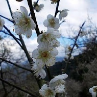 柳家梅園農場