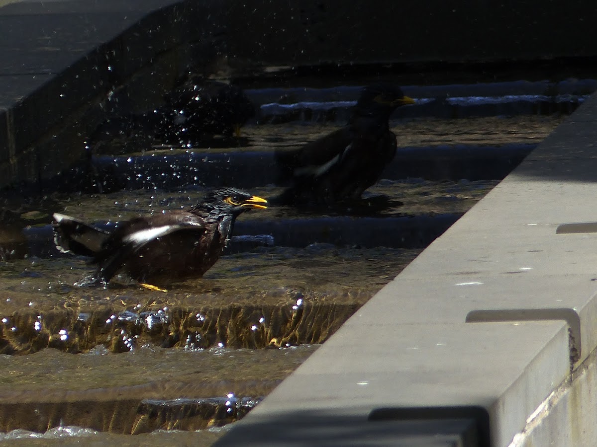 Common Myna