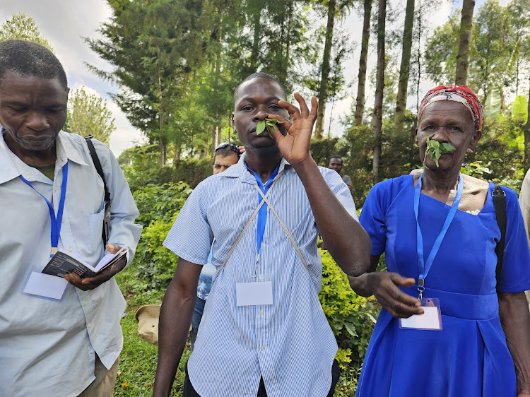 Farmers demonstrate use of herbs to treat colds and flu by inserting the herbs in nostils.