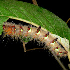 Caterpillar