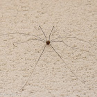 Harvestman