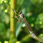 Striped slender robberfly