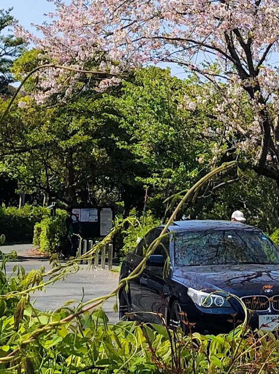 525i Mスポーツの浜松・佐鳴湖・桜・BMW・桜とコラボ🌸に関するカスタム事例の投稿画像3枚目