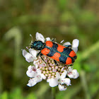 Checkered beetle