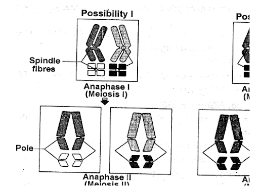 Interaction of gene and cytoplasmic ineritance