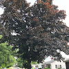 Crimson King Norway Maple