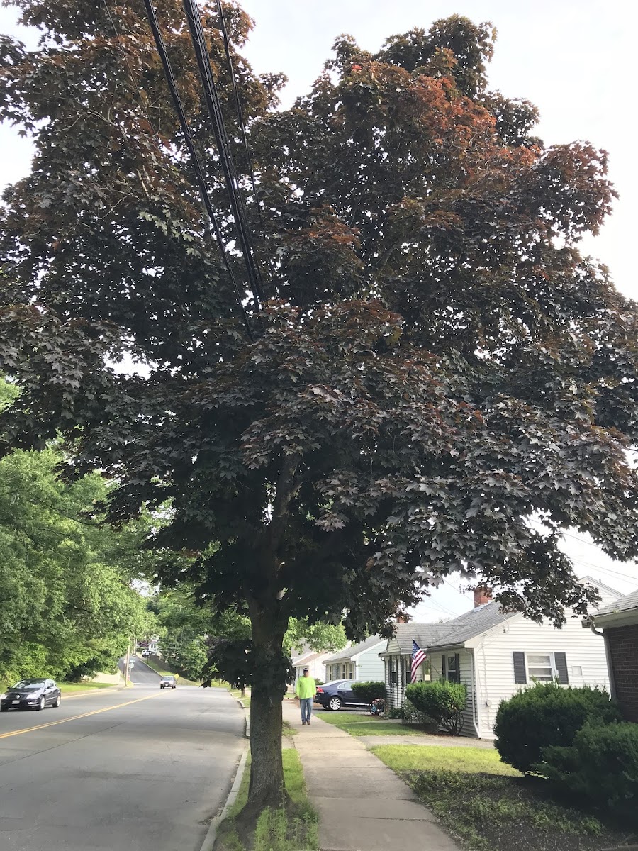 Crimson King Norway Maple