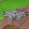 Geometer Moth