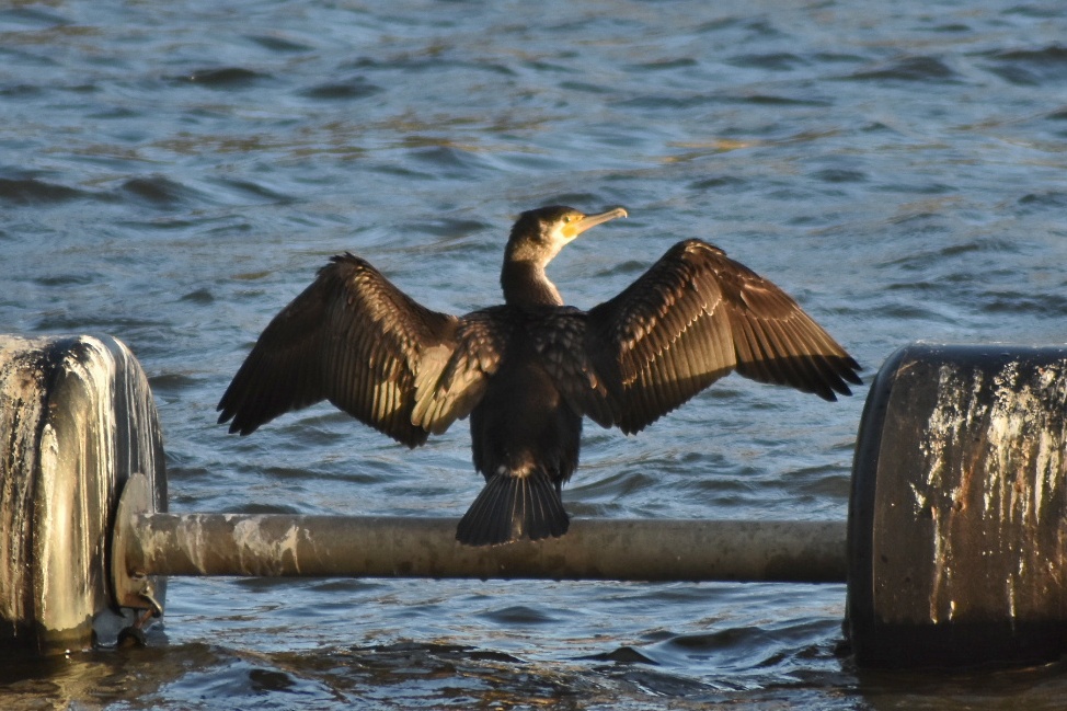 Great cormorant