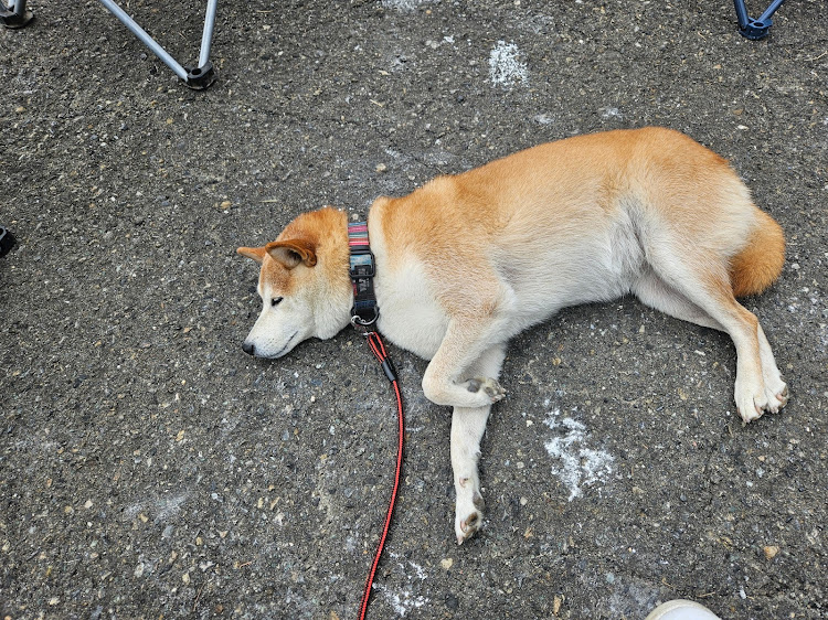 フェアレディZの若越会チャリティーミーティング・柴犬ヒナちゃん・気の合う仲間たち・F31レパードに関するカスタム事例の投稿画像13枚目