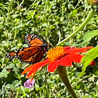 Monarch Butterfly