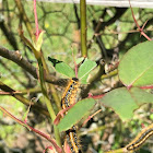 Eastern Tent Caterpillar
