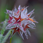 Starry Clover