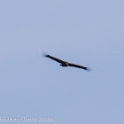 Vulture; Buitre