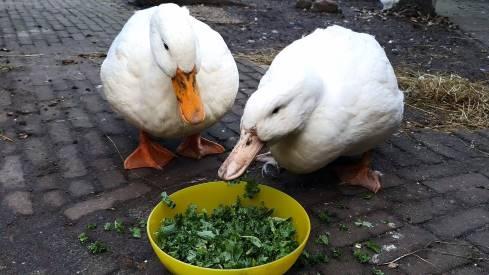 Taking care of Ducks Kale: A Dietary Enjoyment for Our Padded Companions 2