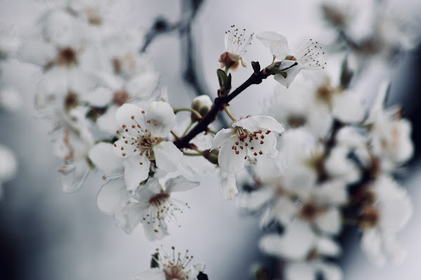 Primavera d’inverno di SaraBertolazzi