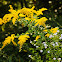 Canadian Goldenrod