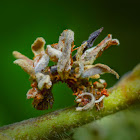 Emerald Moth caterpillar