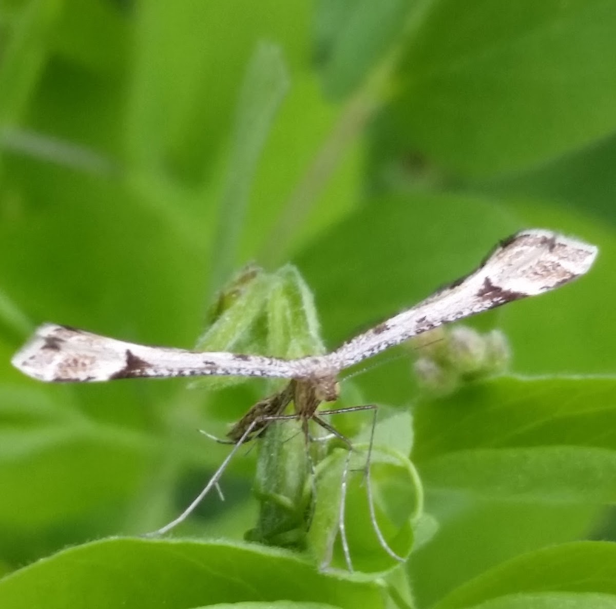 Artichoke plume moth