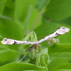 Artichoke plume moth