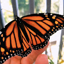 Monarch butterfly