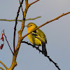 Common Iora