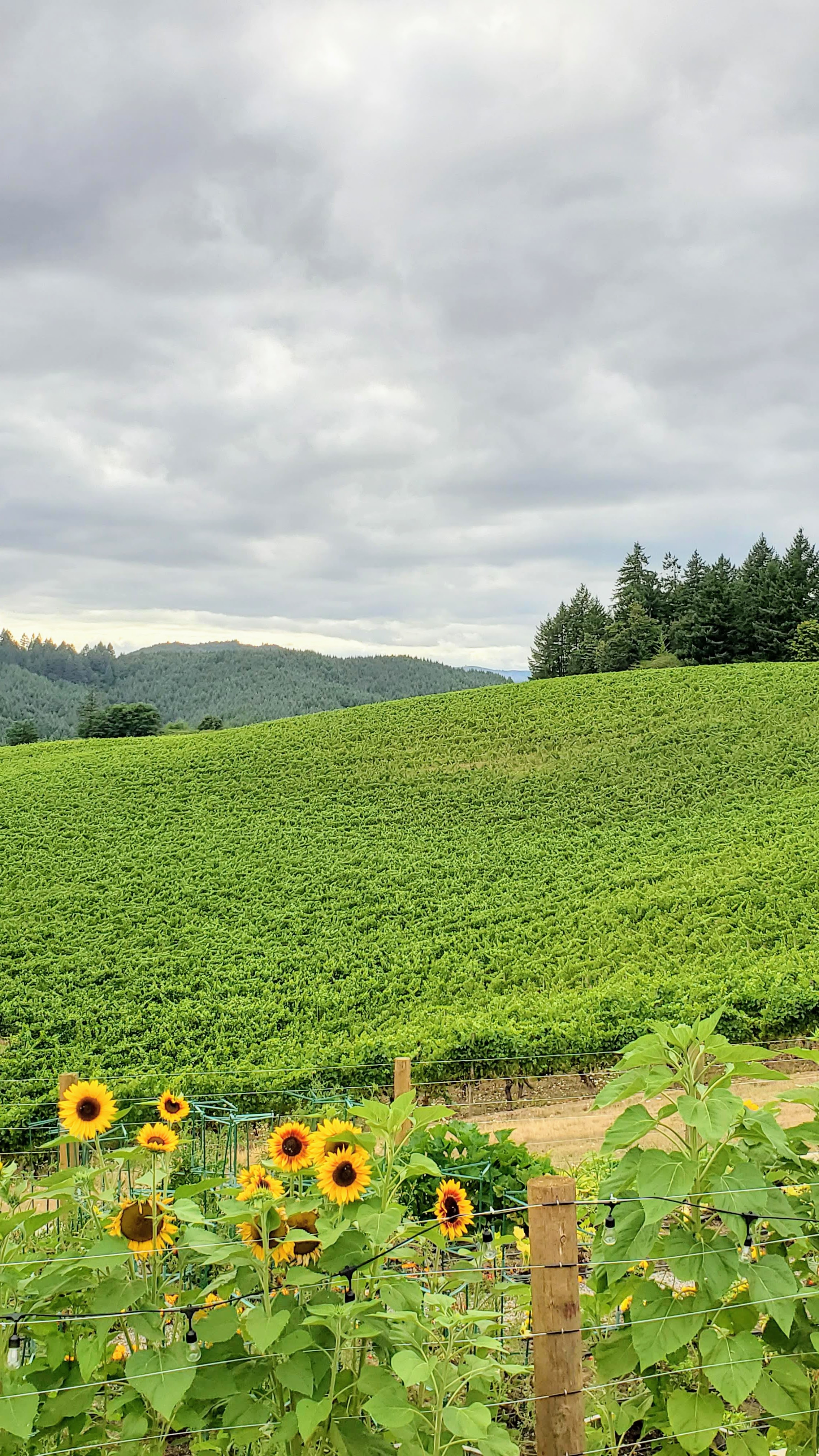 Farm to Table dinners with Field and Vine Dinners: Elk Cove Vineyards.