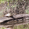 Southern Painted Turtle