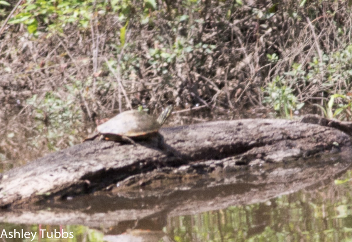 Southern Painted Turtle