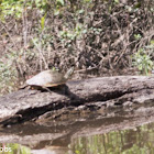 Southern Painted Turtle