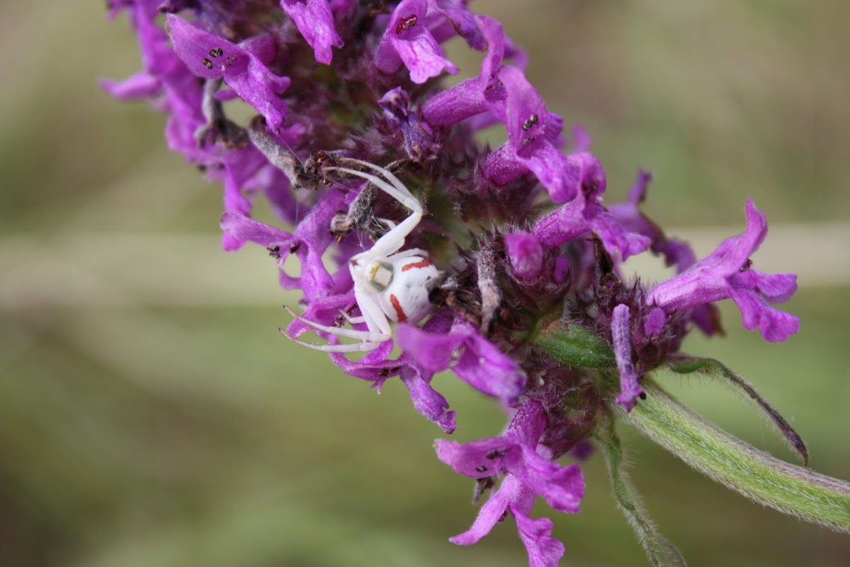 Flower Crab Spider