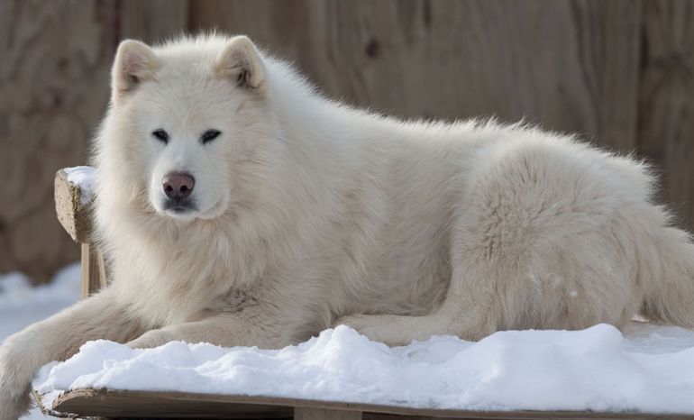 Chó alaska trắng tuyết rất thông minh