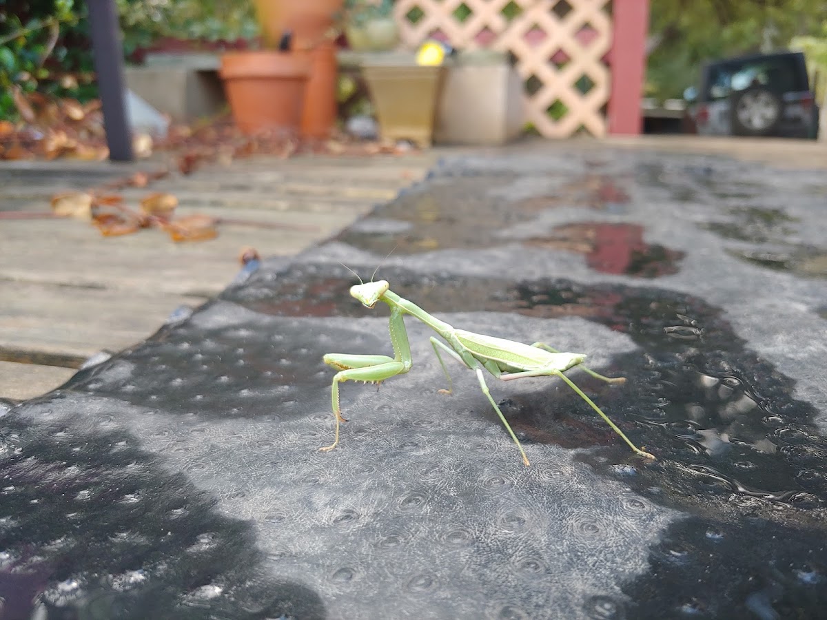 Praying Mantis