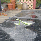 Praying Mantis