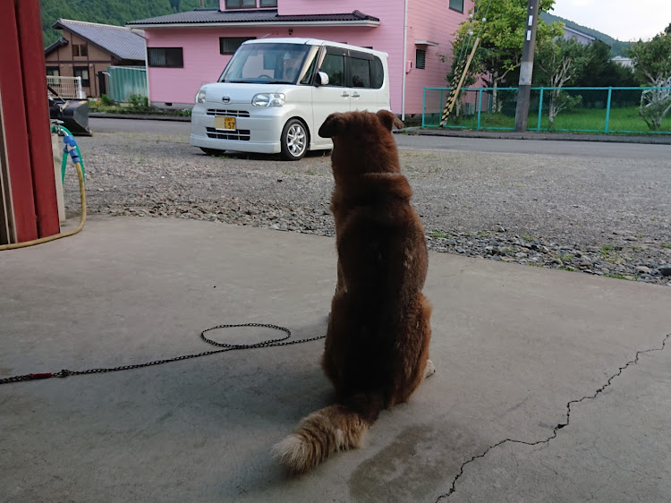 ノアの番犬に関するカスタム事例の投稿画像2枚目