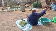 Traditional healer and fortune teller Sekuru Ziso drying grass for prayer offerings.