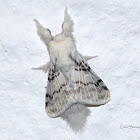 Tolype Moth