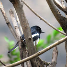 Oriental Magpie-Robin