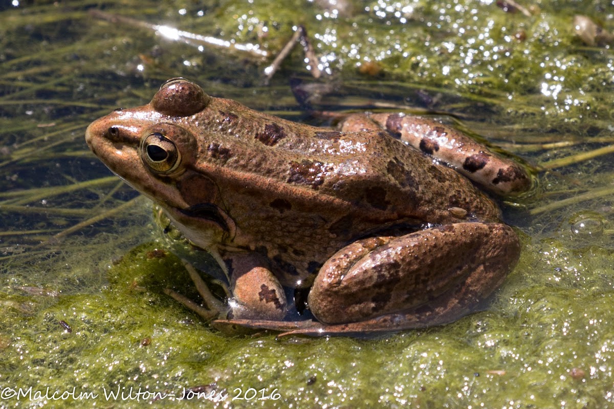 Iberian Water Frog