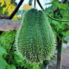 Prickly Chayote