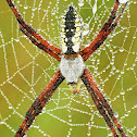 Black-and-Yellow Argiope