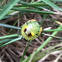 Green Stink Bug Nymph