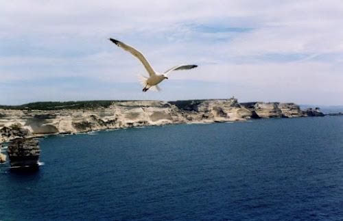 Nel Blu Dipinto Di Blu Volare di Francesca Malavasi