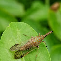 Long-nosed Dicthyopharid Planthopper